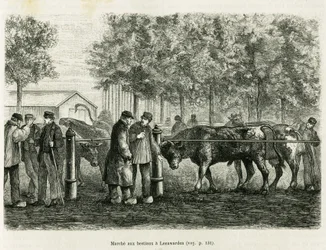 Livestock Walking in Leeuwarden (Netherlands). Engraving to illustrate the story 