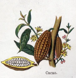 Medicinal and Food Botanical Plants: Cocoa. Engraving in 