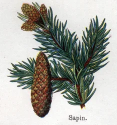 Medicinal and food botanical plants: fir. Engraving in 