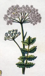 Medicinal and food botanical plants: large locage. Engraving in 