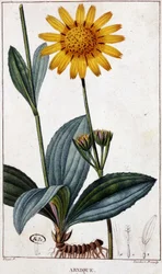 Medicinal Plant: Arnica - Botanical Board, Late 19th Century