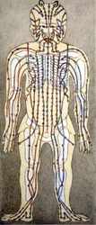 Medicine. Diagram of the human body from a treatise of acupuncture. Private library, Milan