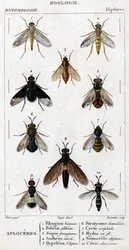 Natural history board. Entomology. Diptera family. Aploceres: 1. Rhagion beech; 2. Plebeien bion; 3. Ferruginous Sic; 4 Anthrax morio; 5. Hypoleon 63 lines; 6. Stratyome chameleon; 7; Cyrte acephal; 8. Mydas in wire; 9. Utiginous nemotele; 10. clavicorn ce