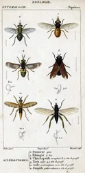 Natural history plate. Entomology. Diptera family. Biting flies: 6. Grey stable fly; 7. Beaked rhingia; 8. Blinding chrysops; 8a. head in profile; 9. Black horsefly; 9a. head in profile; 10. Wasp-shaped robber fly; 10a. head in profile; 11. Hairy-legged