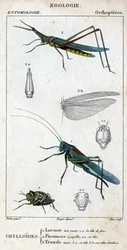 Natural history board. Entomology. Family of orthopteres. Grylloides: 1. Locust very green. 1.a. the front head; 2. Pneumore has taste buds; 2.a. its head; 3. Nasu truxal; 3.a. head; 3.b. extended wings