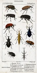 Natural history board. Entomology. Family of the coleopteres. Rhinoceres: 1. Pea bruche; 2. Beemare curculionoid; 3. Anthribe large beaked; 4. Prickly Brachycere; 5. Attelabra of the coudrier; 6. Pomone oxystoma; 7. Liveche charanson; 8. Alder orchest
