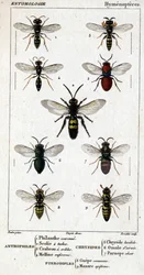 Natural history board. Entomology. Hymenoptera family. Anthophiles: 1. Philanth crown; 2. Scoile 4 spots; 3. Screening crabron; 4 Melline ruficorne. Chrysididae: 5. Lucidulous Chrysis; 6. Brain Omalum; 7. Parnope flesh. Pteromalidae: 8. common area; 9. Mas