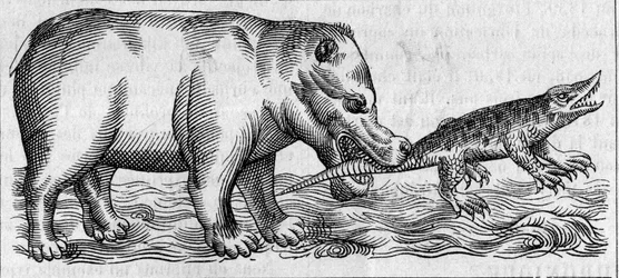 Nile Hippo. (After Pierre Belon)