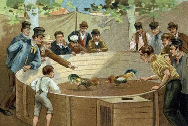 Old custom celebrated in the region of Flanders: Cockfighting. Chromolithography of the late 19th century