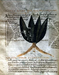 Page of the manuscript of Apuleius, 