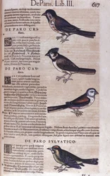 Passerines in Historia Animalium by Conrad Gesner