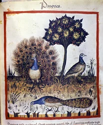 Peacocks represented in “Tacuinum sanitatis”.