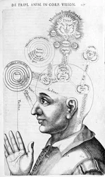 Physiognomy Image (Phrenology) from Collectio Operum by Robert Fludd (Robertus de Fluctibus). London 1617