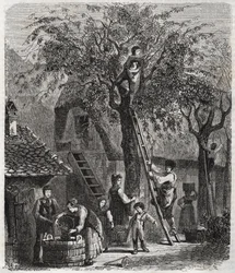 Picking cherries - engraving of 1860