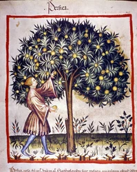 Picking the fishing. Illumination from the milking of medicine and dietetics 