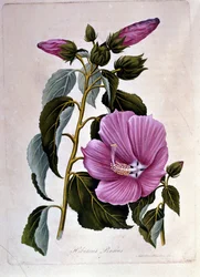Pink hibiscus. Botanical board. Engraving