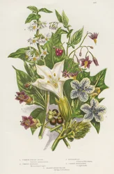 Poisonous Plants