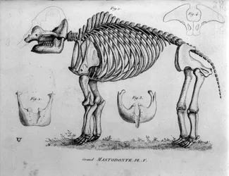 Prehistory: Mastodon skeleton, fossil mammals (Mas gigantium). Paleontology board of the 19th century