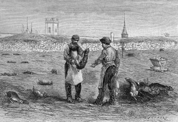 Rabbit corpses killed by chicken cholera microbe. Experience of Mme widow Pommery in Champagne. (From a photograph of Mr. Trumpet and information communicated by Mr. L. Pommery). Engraving in 