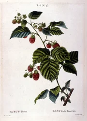 Raspberry and fruit: 19th century botanical board.