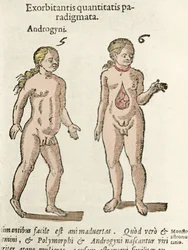 Representation of an androgynous and a hermaphrodite. Plate taken from 