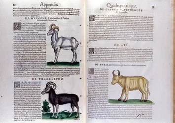 Representation of Sheep, Buffalo... - in Historia Animalium by Conrad Gesner (1516-1565), Tiguri