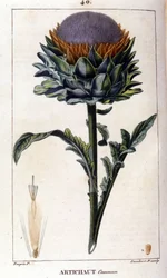 Representation of the common artichoke. Botanical board. 19th century.