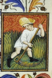 Representation of the Month of June. A Peasant Mowing Green Wheat. Miniature of a 14th Century Manuscript
