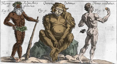 Representations of various monstrous creatures: a man of the forest or hairy, an orangutan monkey and a man with a tail. Plate from Mundi Mirabilis Oeconomia by Johann Zahn, 1696. Milanese