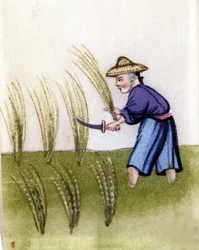 Rice cultivation in China