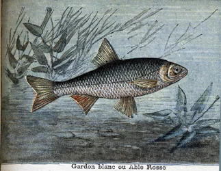 Roach White or Able Rosse