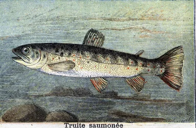 Salmon trout engraving from 1898