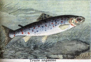 Silver trout engraving from 1898