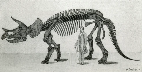 Skeleton of a Triceratops prorsus
