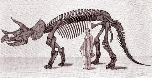 Skeleton of a Triceratops Prorsus