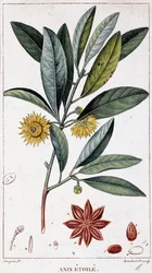 Star anise - botanical board