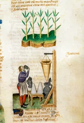 Sugar Cane and Sugar Cone Trader
