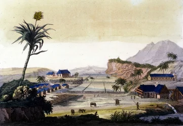 Sugar cane cultivation in South America