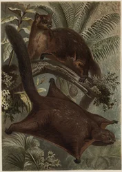 Flying Squirrel from 