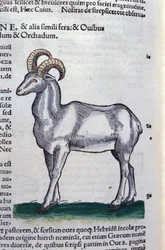 The Ibex - in Historia Animalium by Conrad Gesner, Tiguri