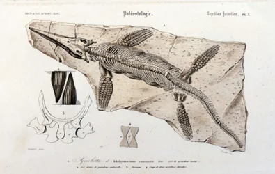 The Ichthyosaur from the Universal Dictionary of Natural History