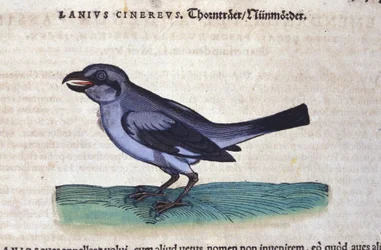 The Shrike in Historia Animalium by Conrad Gesner