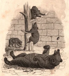 The bear pit of the Museum of Natural History: bear on the back grabbing a piece of meat, two bears playing on a tree and another one eating