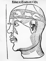 The Brain - in "The Body", Book X