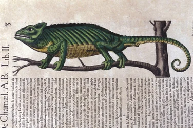 The chameleon after Historiae animalium by Konrad Gesner, Tiguri