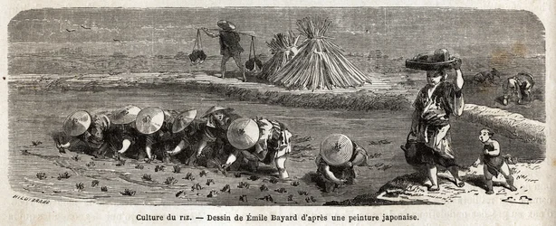 The cultivation of rice: second stage, the seeds are transplanted, carefully transplanted by tufts arranged in staggering, this is where the rice must grow and ripen before harvest, on the enclosure dams, straw fetuses are arranged to scare away the birds