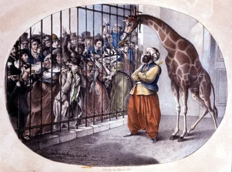 The curious crowd rushed to see a giraffe behind a gate. Lithograph by Danhaaren. 1829