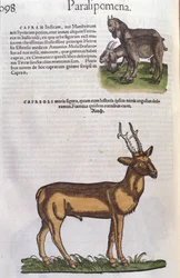 The Deer - in Historia Animalium by Conrad Gesner, Tiguri