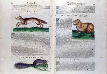 The double page of rodents in Historia Animalium by Conrad Gesner