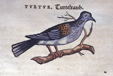 The Dove - from Historiae Animalium by Konrad Gesner, Tiguri